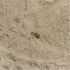 Ant on the move, Big Bend National Park, Texas