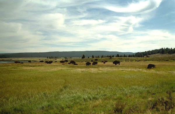 Bison Herd, Hayden Valley, Yellowstone National Park, Wyoming