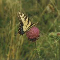Butterfly on thistle, Virginia