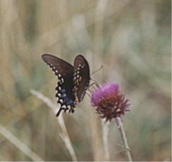 Butterfly on thistle, Virginia