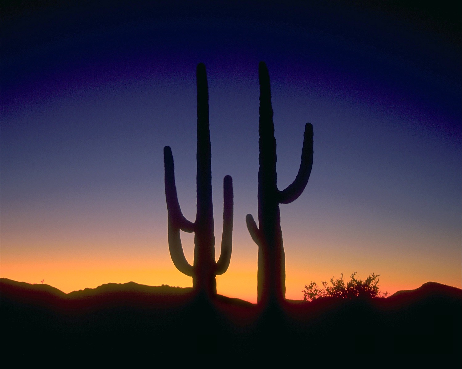 Clip art saguaro cacti