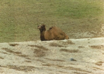 Camel, San Diego Wild Animal Park, California