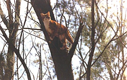 Cat up a tree, Bermuda