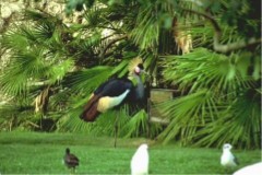 Crowned Crane, Busch Gardens, Florida