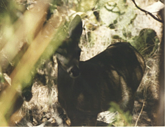 Deer, Big Bend National Park, Texas