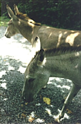 Wild Donkeys, St. John, U.S. Virgin Islands