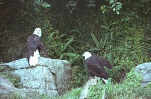 Bald Eagles that cannot fly because of injuries, Busch Gardens, Florida