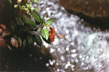 Hibiscus over a stream, Caribbean National Forest, Puerto Rico