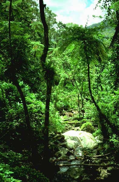 Caribbean National Forest, Puerto Rico