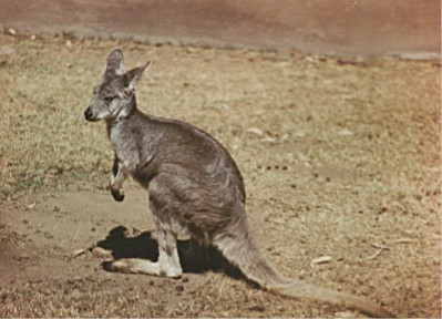 Kangaroo, San Diego Zoo, California