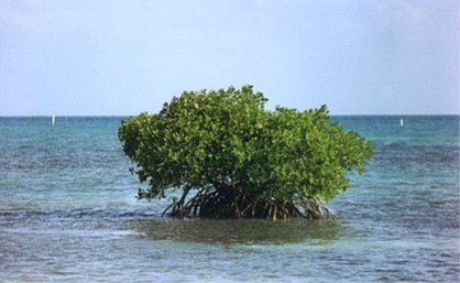 Mangrove, Caribbean Sea off Belize