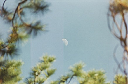 Daytime Half-Moon Through the Trees, Kings Canyon National Park, California