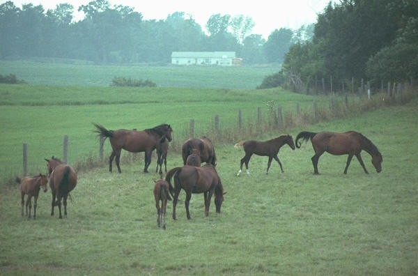 Morgan Horses, Vermont Morgan Horse Farm, Burlington, Vermont