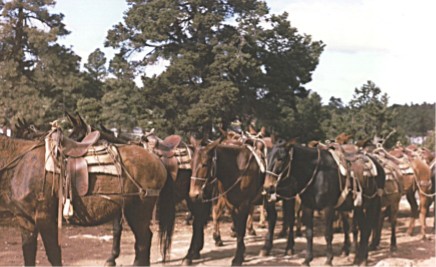 Mules, Grand Canyon National Park, Arizona