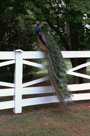 Peacock, Thomas Jefferson's Monticello, Virginia