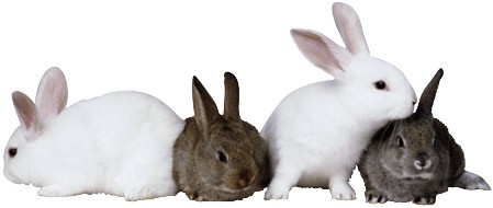 Clip Art Rabbits