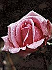 Clip Art Rose