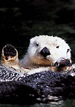 Clip Art Sea Otter