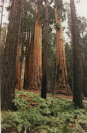 Senate Grove, Sequoia National Park, California