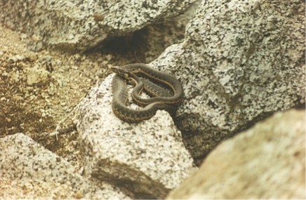 Snake sunning, Kings Canyon National Park, California