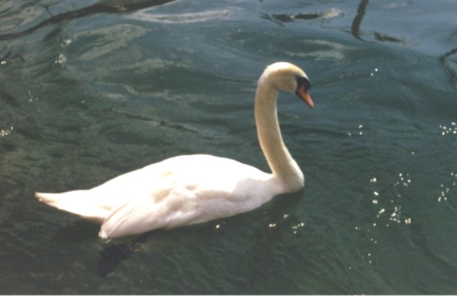 Swan, Lake Geneva, Switzerland
