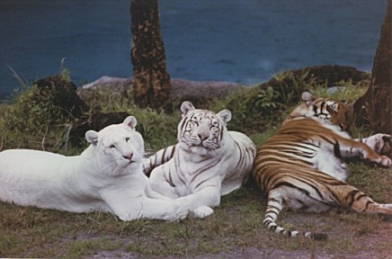 Tigers, Busch Gardens, Florida