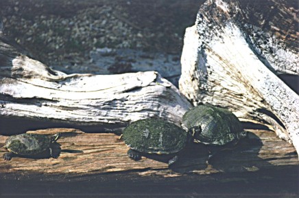 Box Turtles sunning, Cape Hatteras National Seashore, North Carolina