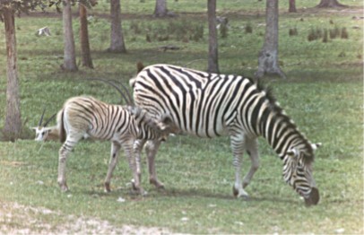 Zebra Mother and Baby, San Diego Wild Animal Park, California